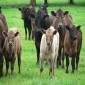 Ukraine: Farmers wondering whether to tag and register cattle have been told by State Veterinary Ser