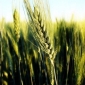Bulgaria: Nearly 3 million tons of wheat can be exported this year