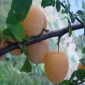 Armenia: Armenia will not be able to export apricots this year