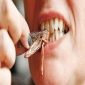UN: The UN has new weapons to fight hunger - edible insects
